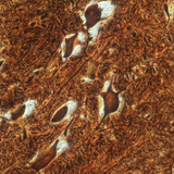 Zenuwcellen in de ruggenmerg (rundvee)