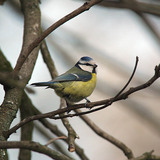 Mésange bleue eurasienne