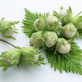 Hazelnut