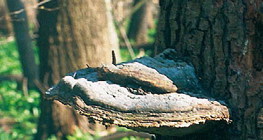 Moisissures sur un arbre