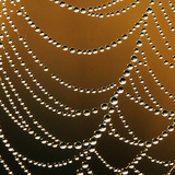 Spinnennetz im Morgentau