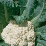 Blumenkohl