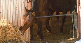 Stroh fressender Pferd