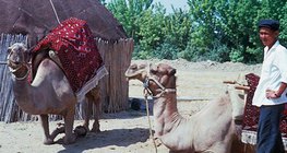 Les chameaux sont des animaux importants en Asie