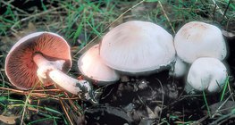 agaric des forêts
