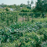 Companion planting