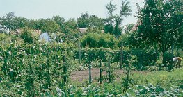 Compagnonnage végétal