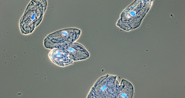 Cellules de muqueuse tapissant la bouche humaine