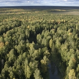 Taïga en Automne