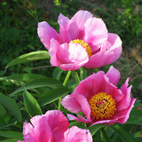 Garden peony