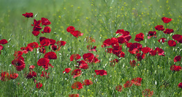 Poppies in a field