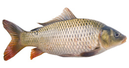 Carpe