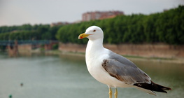 Mouette