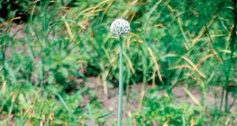 Blühende Zwiebelblume