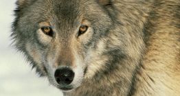 Loup
