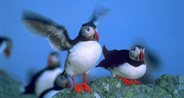Puffins