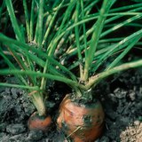 Carrot
