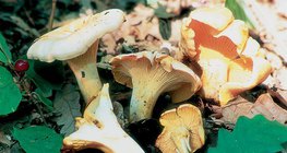 Girolle