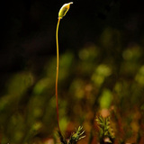 Seta en sporangium van een volwassen mosplant