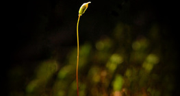 Seta und Sporangium einer reifen Moospflanze