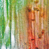 Tissu vasculaire d'une plante (tige de courge)