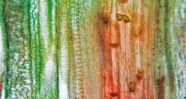 Tissu vasculaire d'une plante (tige de courge)