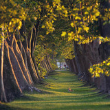 Rij van gewone platanen