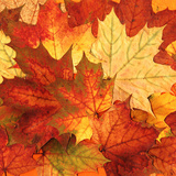 Herfstbladeren