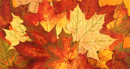 Feuilles d'automne