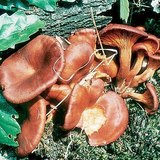 Dunkler Ölbaumtrichterling