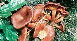 Dunkler Ölbaumtrichterling