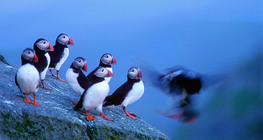 Puffins