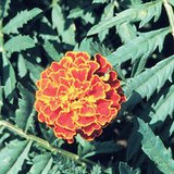 French Marygold