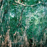 Mangrovemoeras