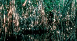 Mangrove
