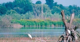 Kis-Balaton, une zone humide de Hongrie