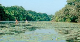 Stauwasser des Flusses Theiß (Ungarn)