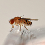 Drosophila - rode ogen (wild)