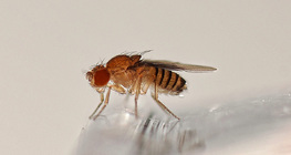 Drosophila - rotäugige Taufliege (wild)