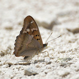 Kleine weerschijnvlinder