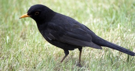 Amsel
