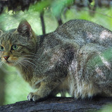 Wilde kat