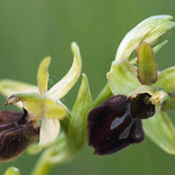 Ophrys araignée
