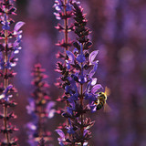 Bij op een veldsalie