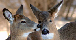 Cerf