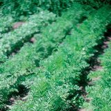 Groeiende wortels in de tuin