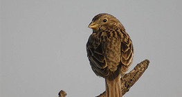 Haussperling (Weibchen)