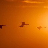 Vliegende vogels in zonlicht