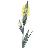 Entferntährige Segge