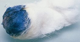 Jod reagiert mit einer blauen Farbreaktion auf Stärke